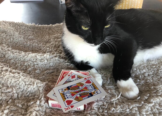 A cute but indifferent black and white cat lays down in front of a deck of cards, where on top, 2 KIngs are showing