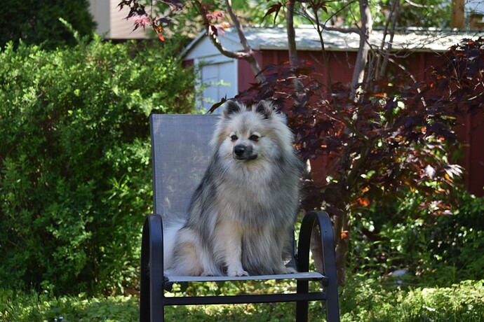 Keeshond American Eskimo mix - Ziggy