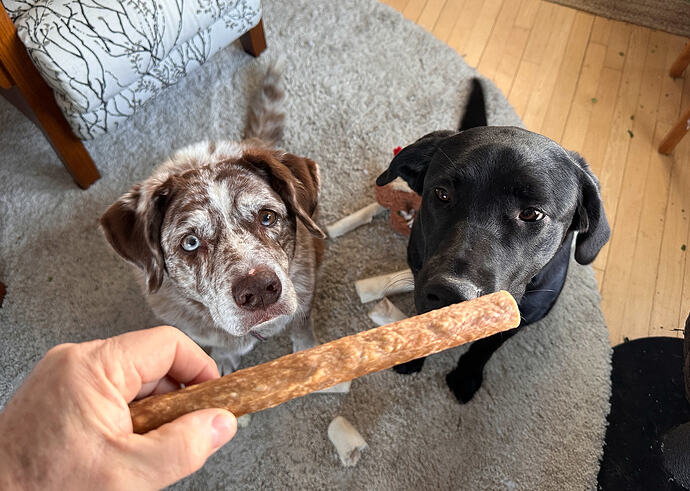 Brown and white dog on left and black dog on right sit patiently on a carpeted floor littered with various dog bones, their gaze fixed on a stick treat a human hand dangles above them.