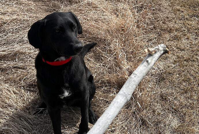 Black labrador retriever wearing a red collar, sits in dry grass waiting for the large stick to be thrown