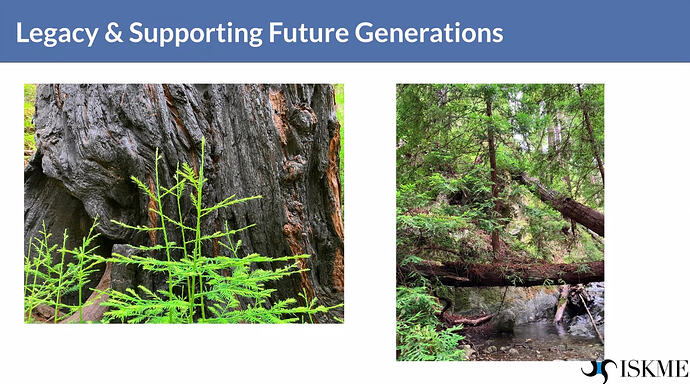 Redwood tree photos symbolizing seed pods