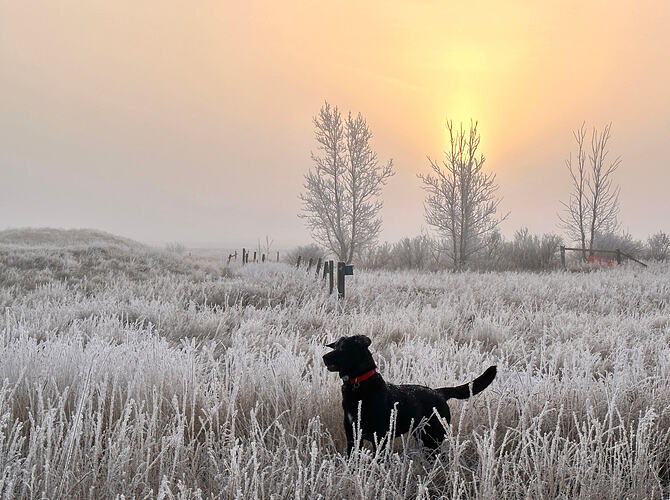 Black dog in frozen long grass under a murky sky and sun