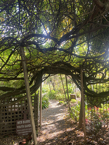 Photo showing pathway in a garden leading under an arch and branching.