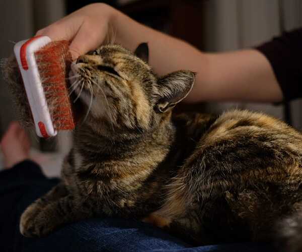 Tiger getting brushed