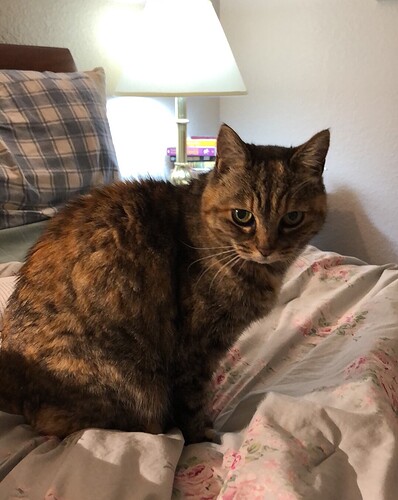 Tiger on Bed