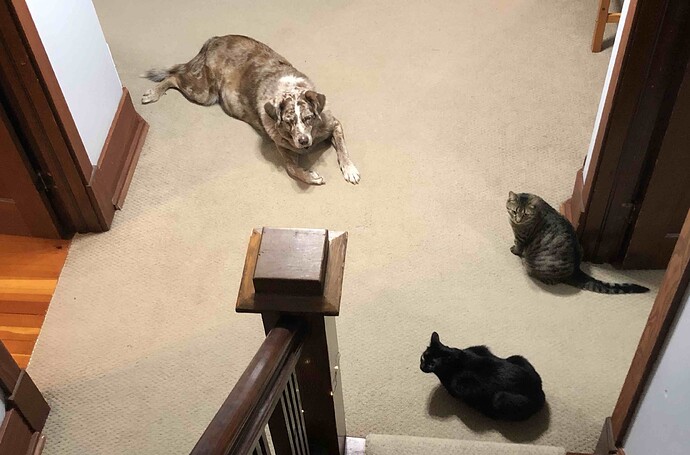 Looking down stairs to what looks like a meeting between a brown and white dog, a grey tabby cat, and a serious looking black cat.