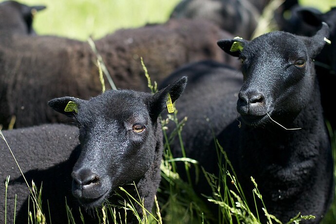 In a field of tall grass, a pair of black sheep stare out to the left, one on the right with a blade of grass in its mouth. They both had ID tags on their ears and more sheep are visible behind them.