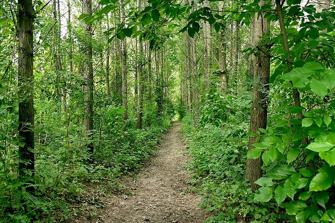 Tisza_River_-_artificially_planted_forest_floodplain_near_Algyoe_Hungary