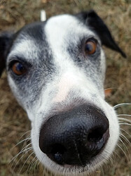 linus-closeup