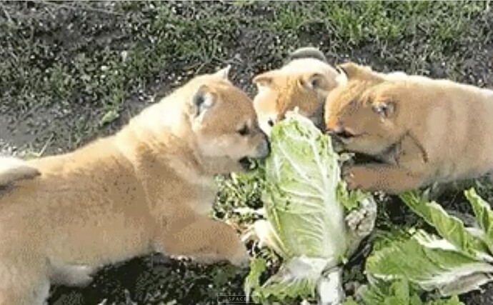 single screen of a looping gif video of puppies chewing lettuce at openpuppies.com