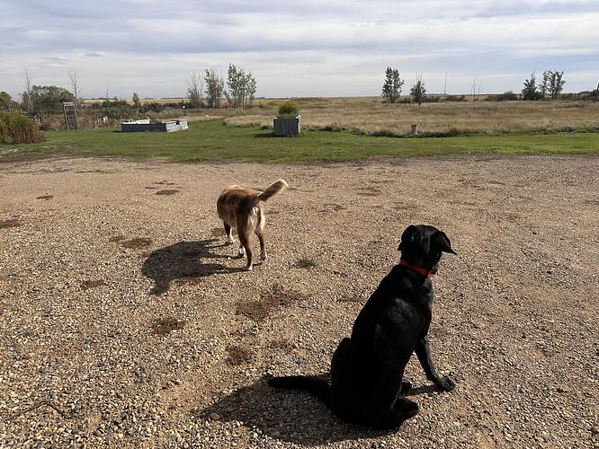 2 dogs on a gravel parking area leading out to green grass and a few trees on the horizon under a mostly clear sky,