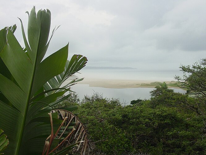 Coastal lagoon seen through fronds and bushes, the air looks misty
