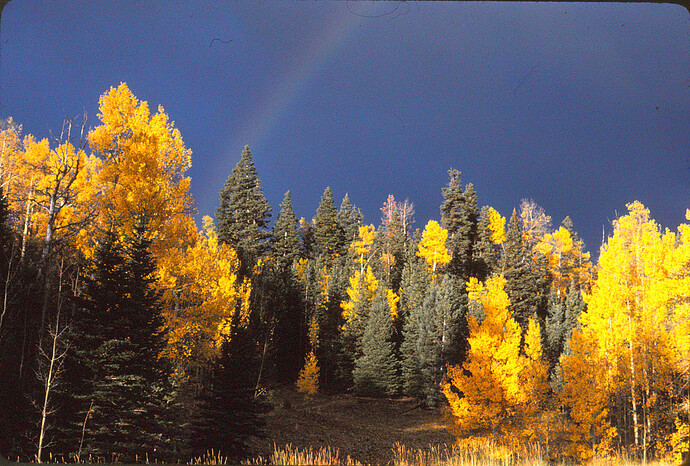 rainbow_aspens