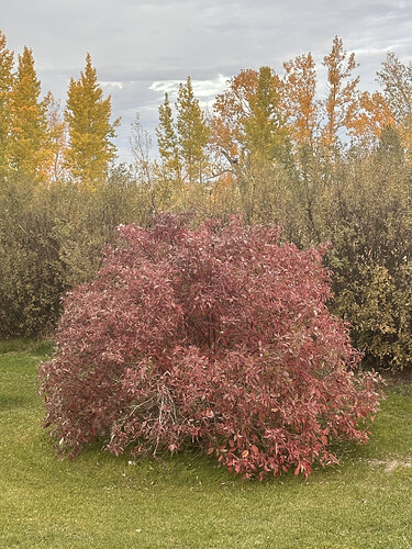 Large red leaf dogwood bush with green hedge nehind and in distance green and yellow poplar trees