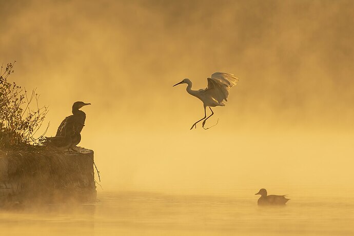 The 2022 Picture of the Year winner – File:Phalacrocorax carbo, Egretta garzetta and Mareca strepera in Taudha Lake.jpg by Prasan Shrestha, Wikimedia Commons, CC-BY-SA 4.0