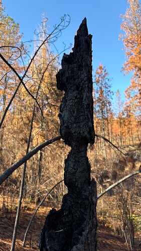 Close up of a very burnt tree trunk with burn-damaged yellow coniferous trees and other fallen trees in the background with a bright blue sky.