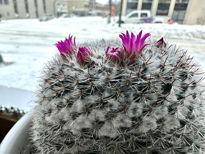 This image shows a close-up of a cactus plant with several bright pink flowers blooming at the top. The cactus has a round shape and is covered with numerous white, hair-like spines. The background is slightly blurred but appears to show a snowy outdoor scene with buildings and vehicles, suggesting that the cactus is indoors, possibly near a window. The contrast between the vibrant flowers and the snowy backdrop creates an interesting visual juxtaposition.