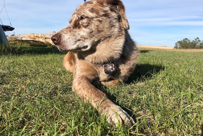 Brown and white dog who looks like his eyes are closed laying in the grass with an outstretched paw maybe ready to click on a link