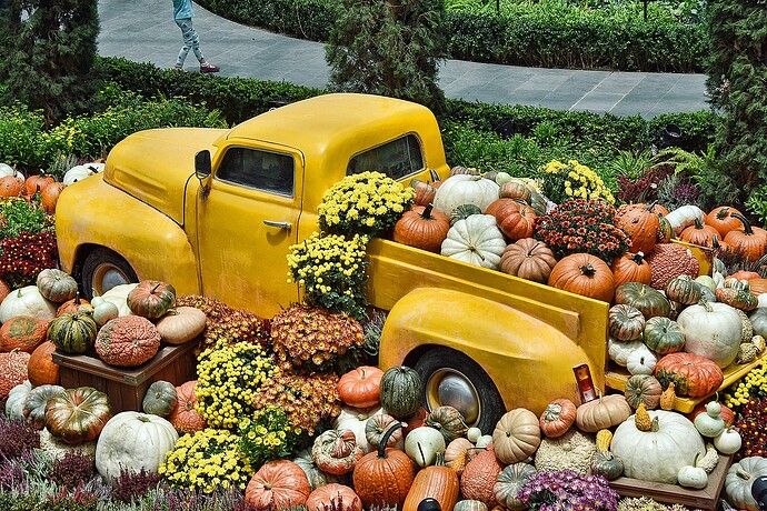Old style yellow pick up truck full of and overflowing with pumpkins, gourds, and other items from a garden
