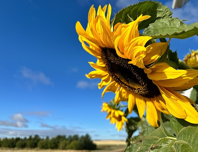 Large sunflower head from a six foot plant hangs down a bit, with more in the back plus a vivid deep blue sky behind.