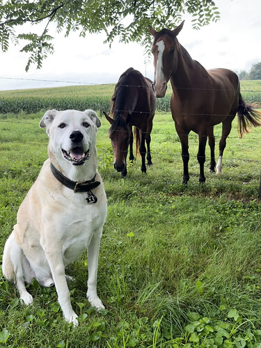 Archer Horses