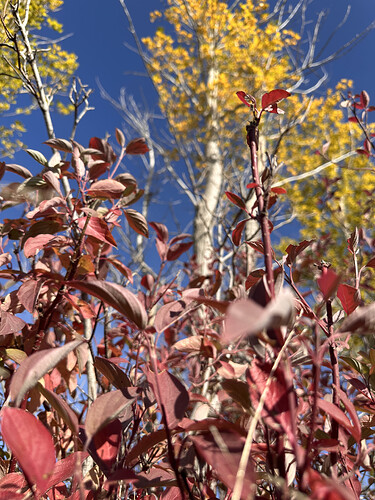 Red dogwood leaves looking up at yellow poplar trees and a deep blue sjy