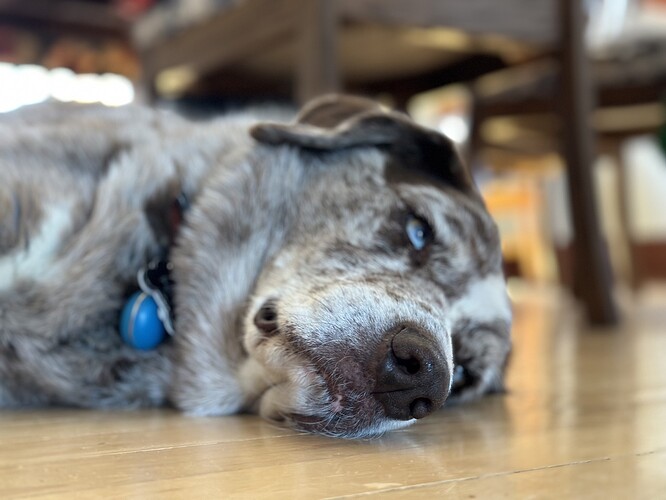 Close up of a dog's head as he is asleep on the floor, eyes half open but very glazed.