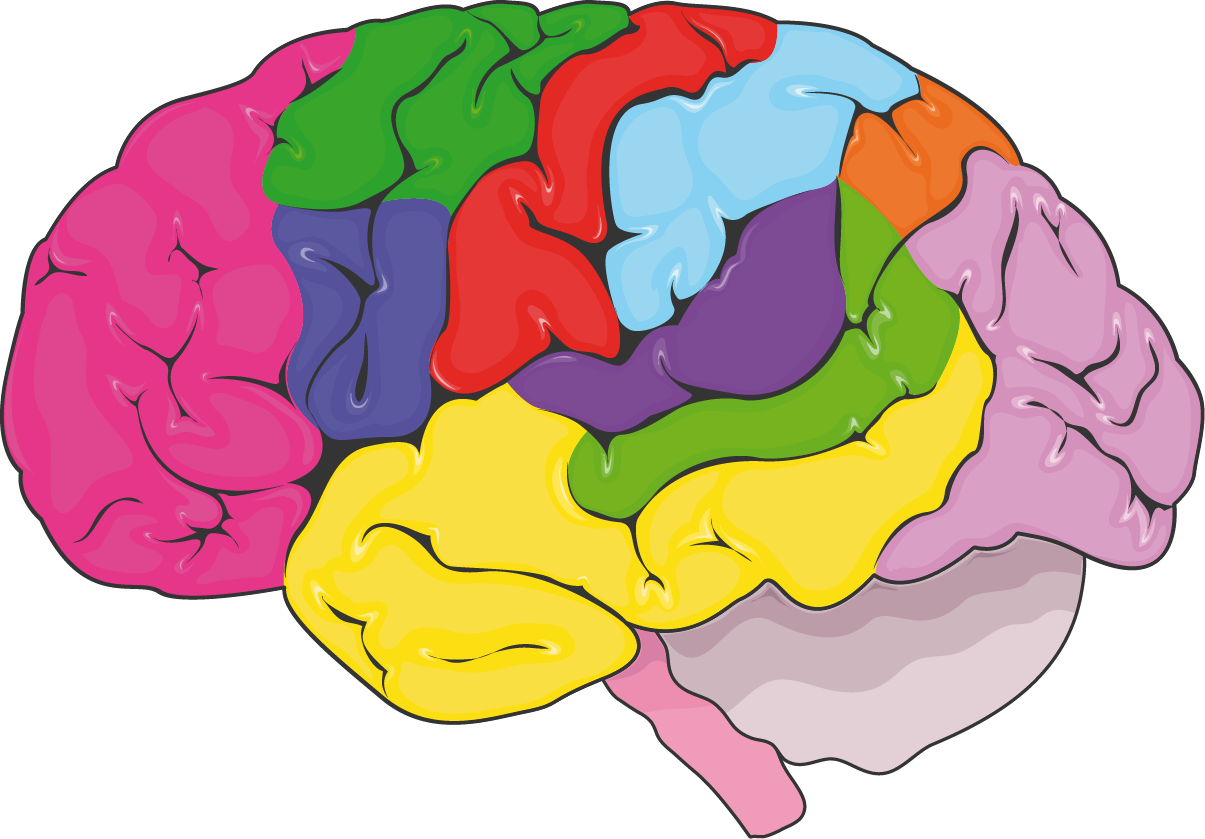Colored diagram showing the functional areas of the human brain