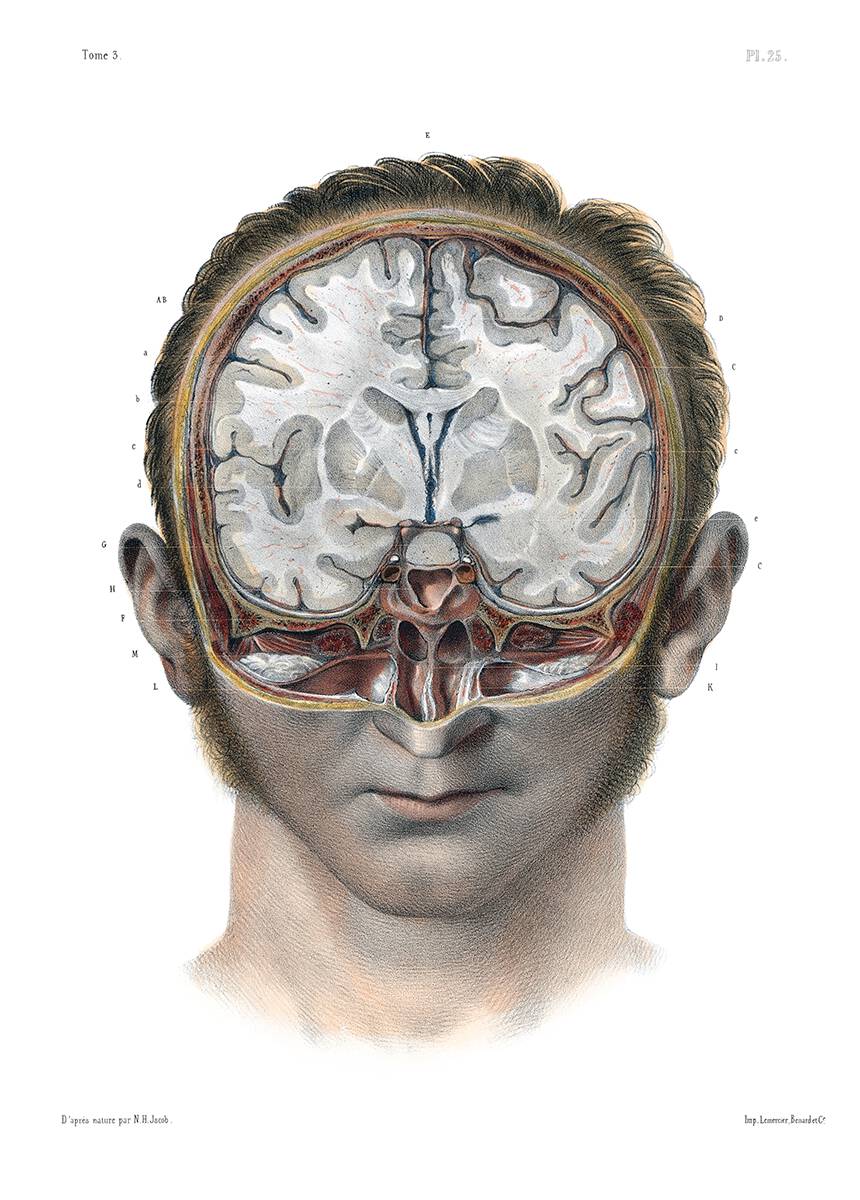 frontal-section-encephalon-1200