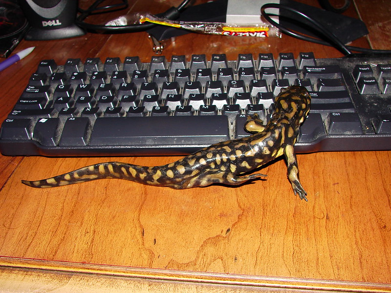 Speckled lizard reaches to press a key on computer keybpard